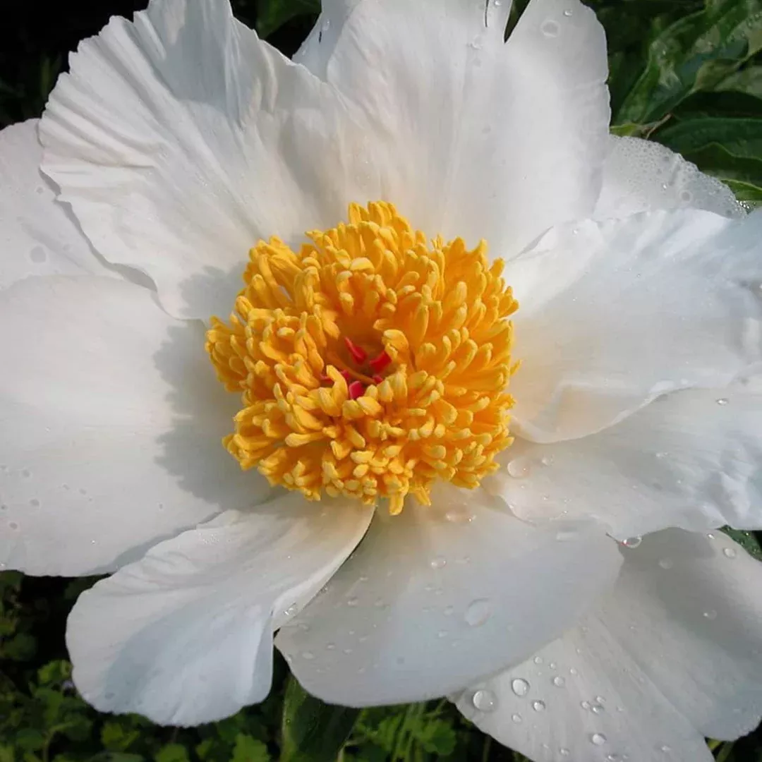 paeonia-white-wings Paeonia 'White Wings'