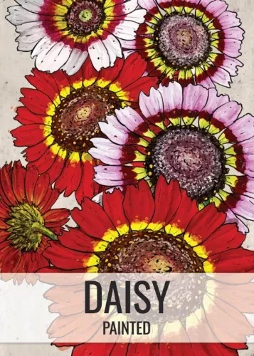 Painted Daisy Seeds For Planting (Chrysanthemum carinatum)