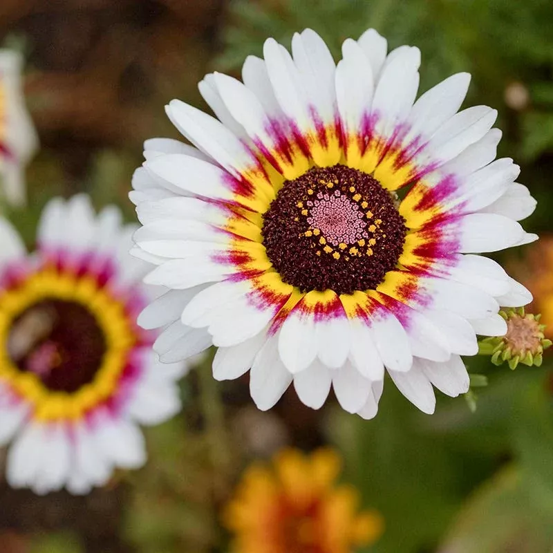 painted-daisy-seeds Painted Daisy Seeds