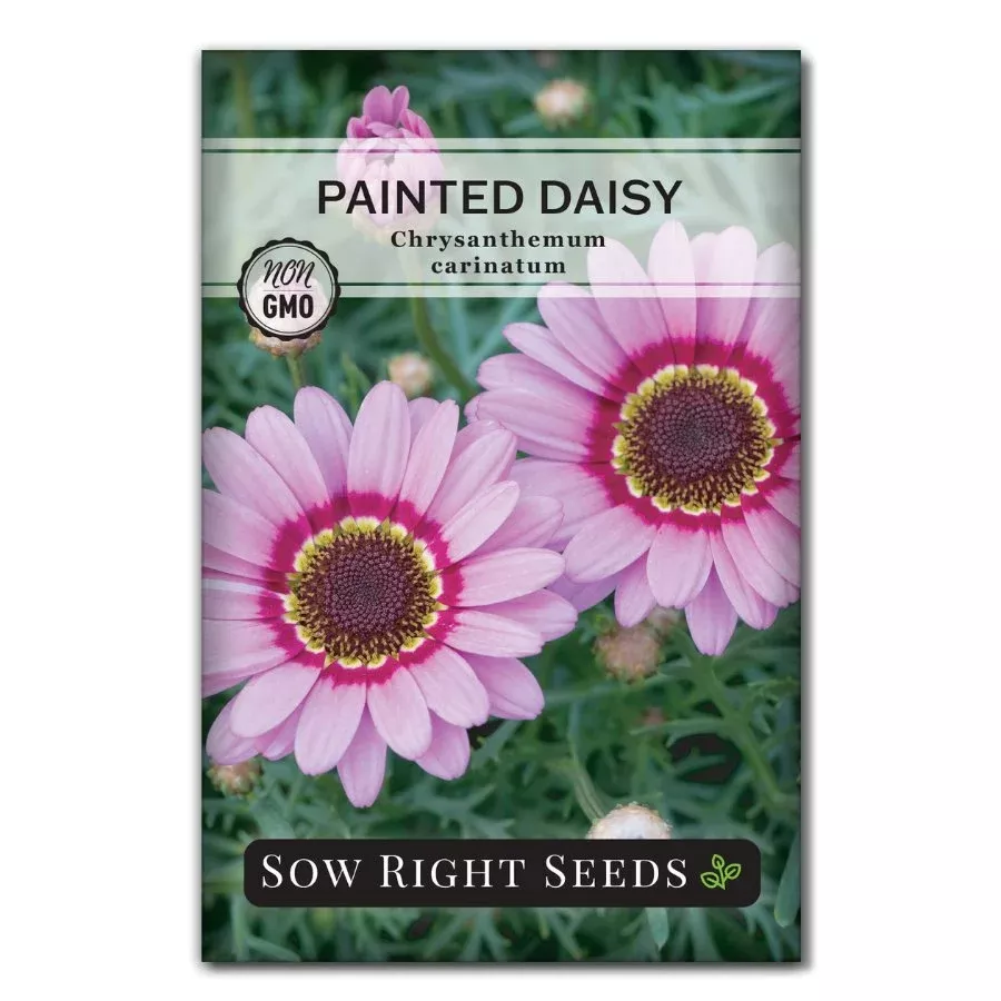 painted-daisy Painted Daisy
