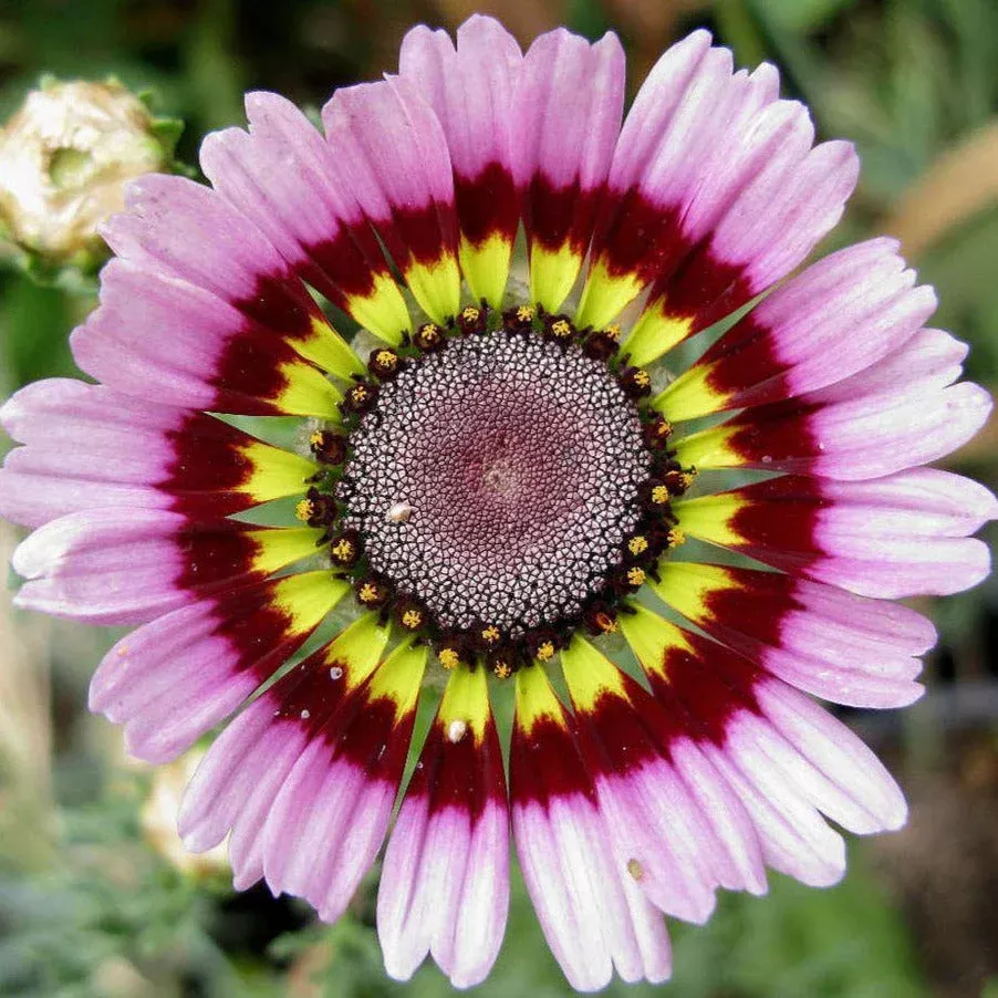 Painted Mix Daisy