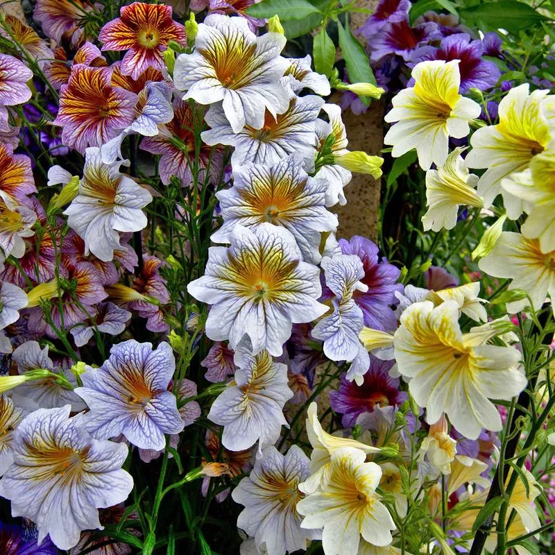 Painted Tongue Seeds - Superbissima Mix