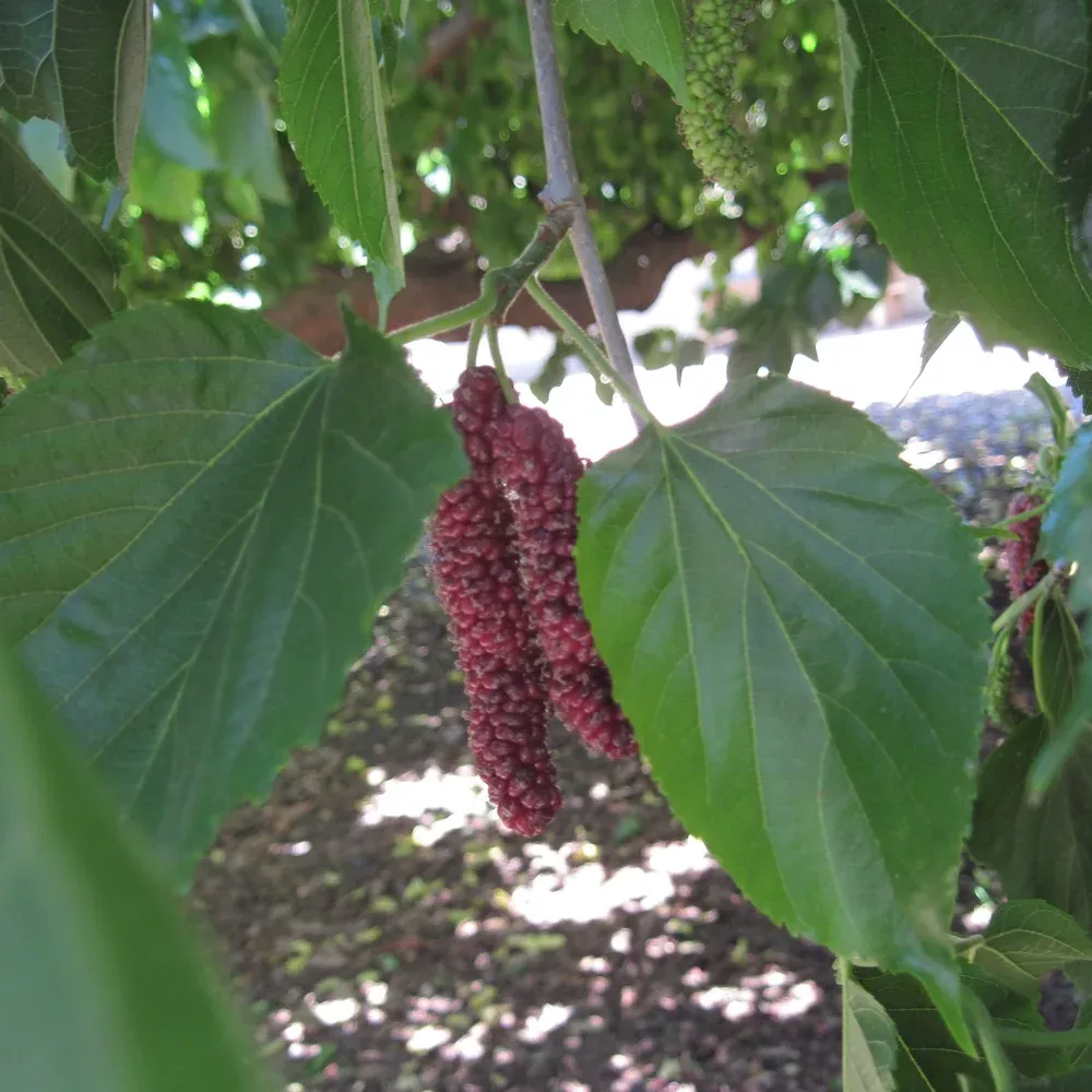 pakistan-mulberry 'Pakistan' Mulberry