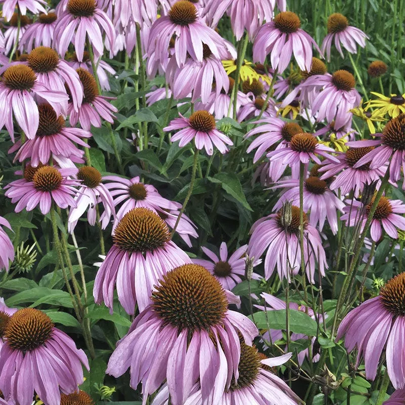 pale-coneflower-seeds Pale Coneflower Seeds