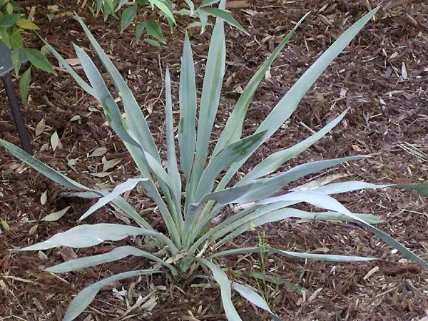 pale-leaf-yucca Pale Leaf Yucca