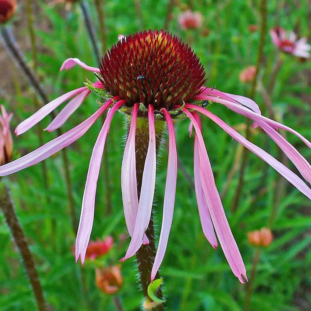 pale-purple-coneflower Pale Purple Coneflower