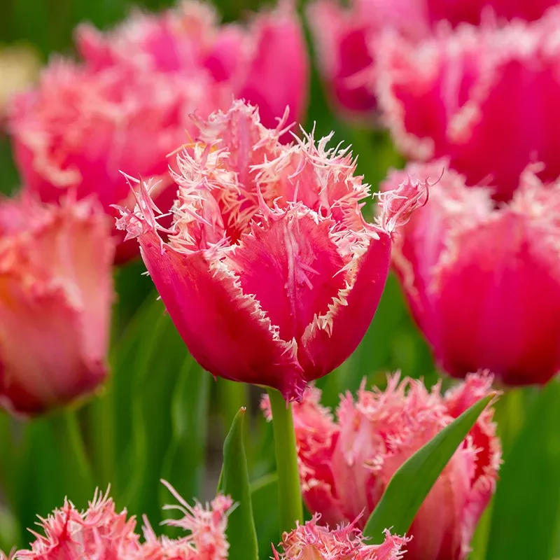 paleis-het-loo-fringed-tulip Paleis Het Loo Fringed Tulip
