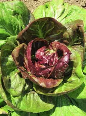 palla-di-fuoco-rossa-radicchio Palla di Fuoco Rossa Radicchio