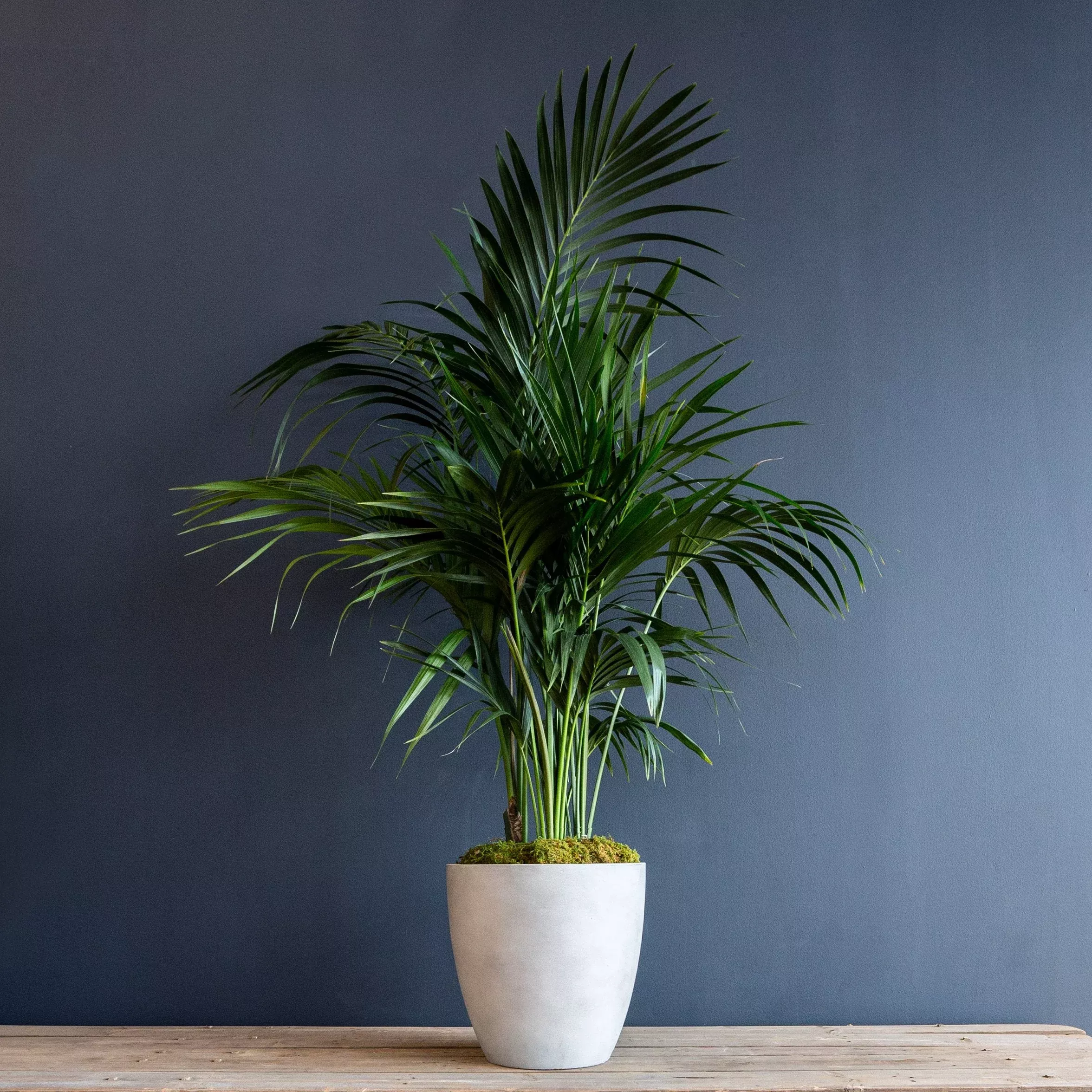 palm-kentia-howea-forsteriana Palm – Kentia (Howea forsteriana)