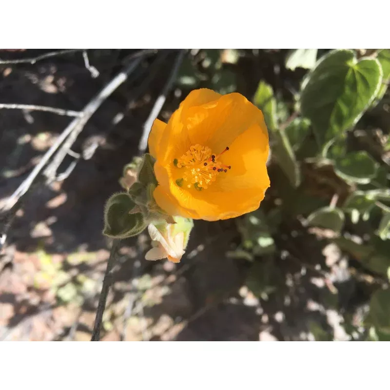 palmer-s-abutilon Palmer's Abutilon