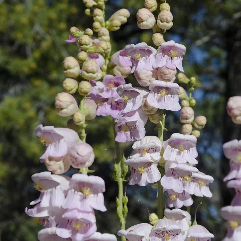palmer-s-penstemon Palmer’s Penstemon