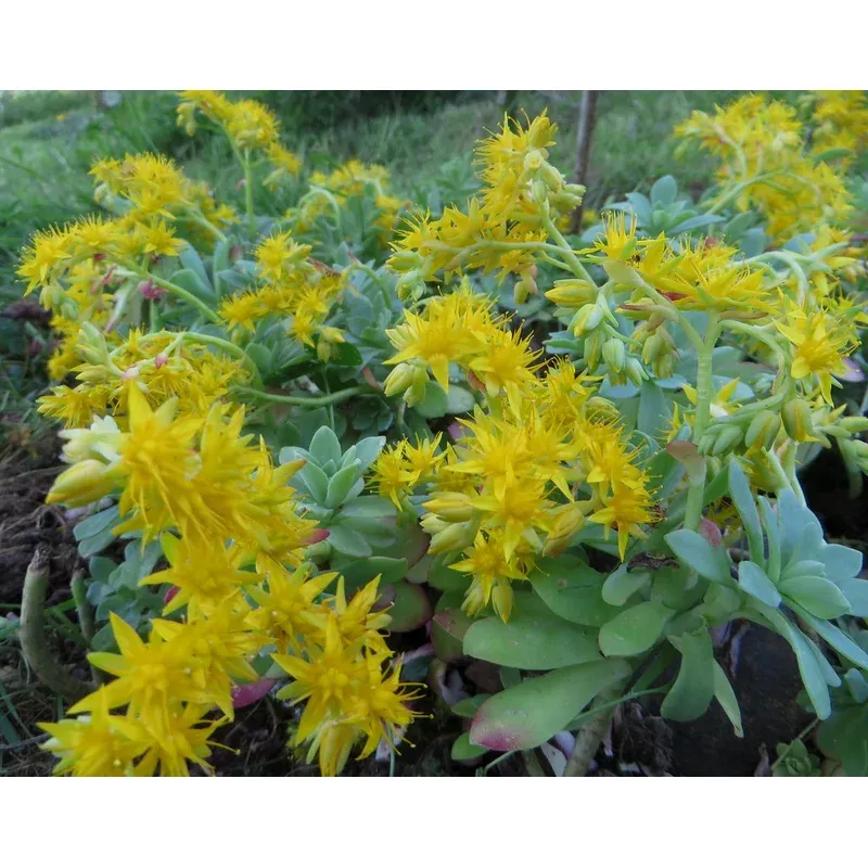 palmer-s-sedum Palmer's Sedum
