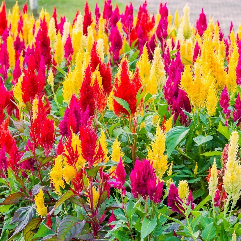 pampas-plume-mix-celosia Pampas Plume Mix Celosia