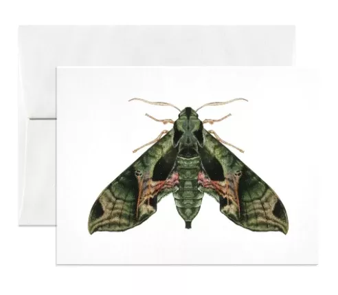 pandora-sphinx-moth-card Pandora Sphinx Moth Card