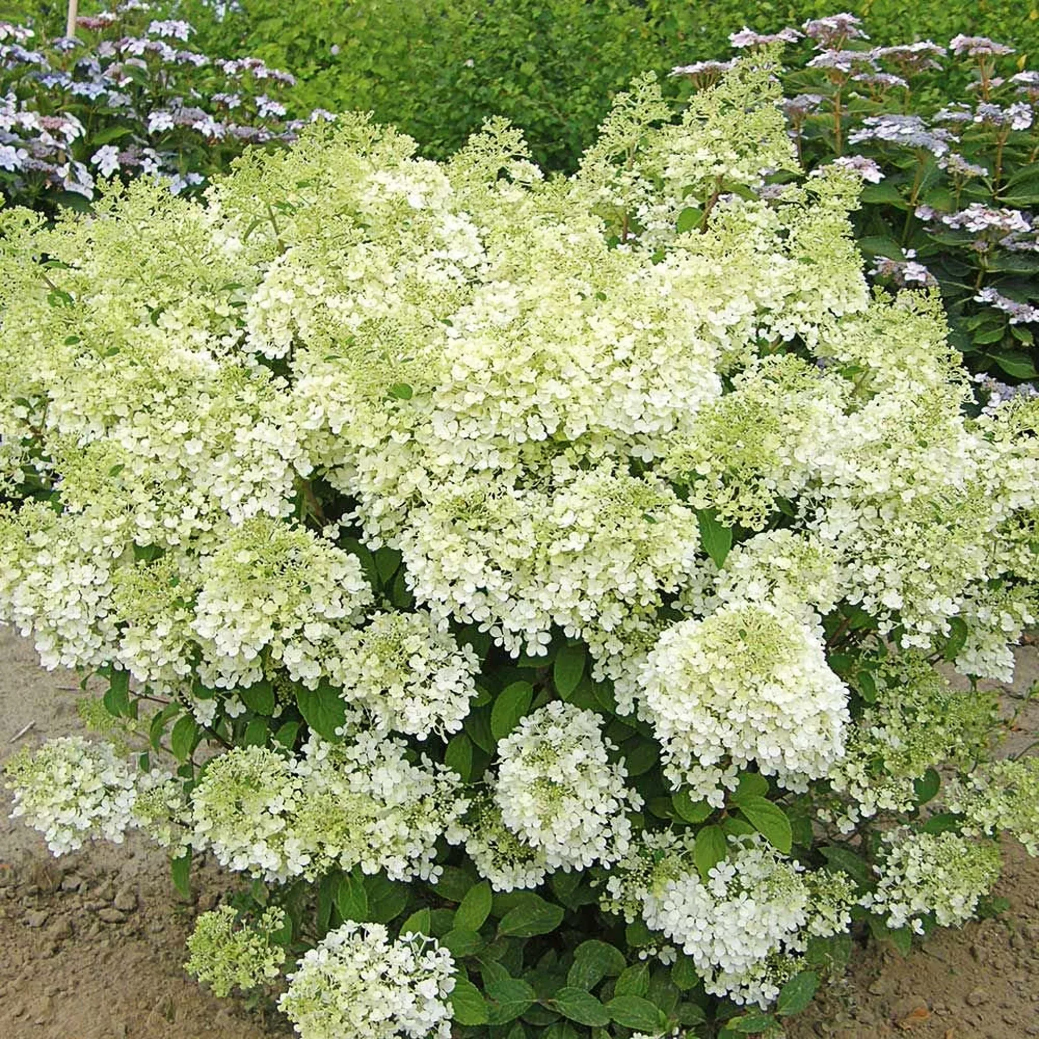 panicle-hydrangea Panicle Hydrangea