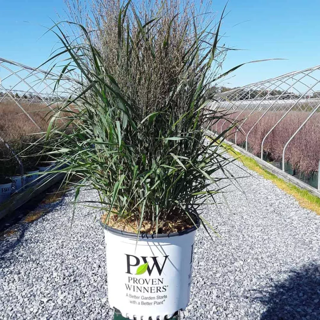 panicum-apache-rose Panicum 'Apache Rose'