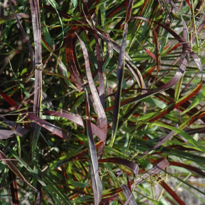 panicum-blood-brothers Panicum 'Blood Brothers'