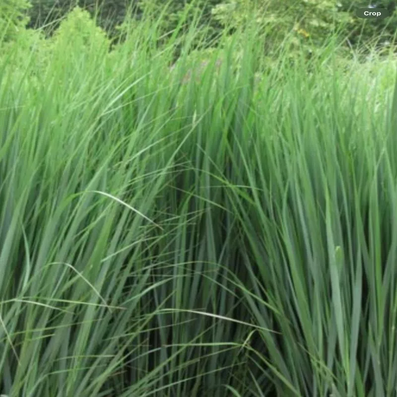 panicum-northwind Panicum 'Northwind'