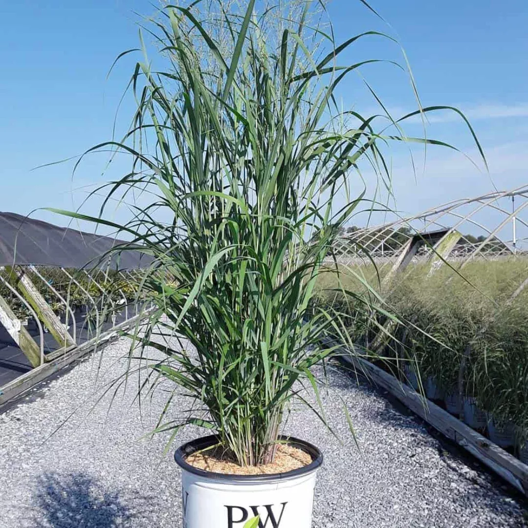 panicum-totem-pole Panicum 'Totem Pole'