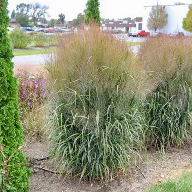 panicum-v-october-sky-30-ct-flat Panicum v. 'October Sky' (30)ct Flat