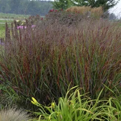 Panicum virgatum Cheyenne Sky PW Switch Grass