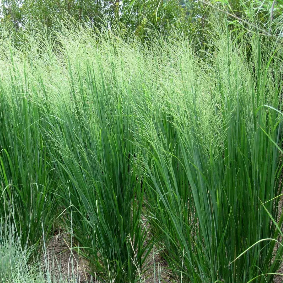 panicum-virgatum Panicum virgatum