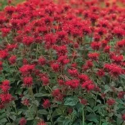 panorama-red-bee-balm Panorama Red Bee Balm