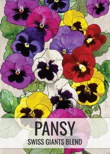 pansy-seeds-planting-swiss-giants-mixture-viola-wittrockiana Pansy Seeds For Planting, Swiss Giants Mixture (Viola wittrockiana)