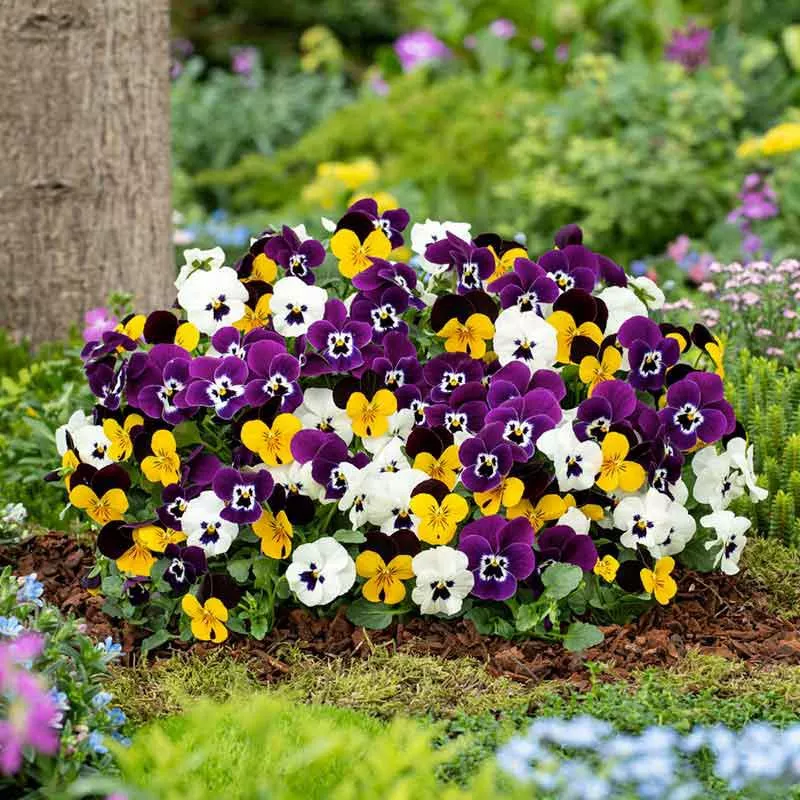 pansy-seeds-swiss-giants-mix Pansy Seeds - Swiss Giants Mix