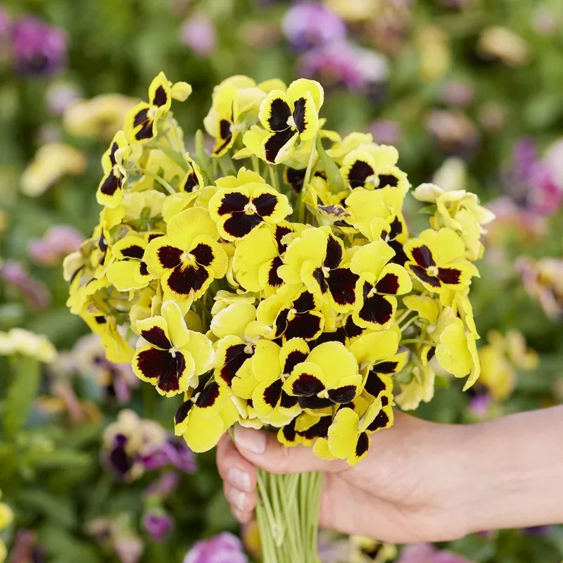 pansy-seeds-swiss-giants-rhinegold Pansy Seeds - Swiss Giants Rhinegold