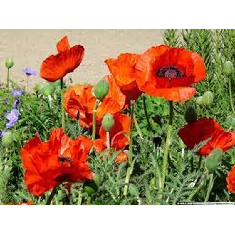 Papaver 'Allegro'