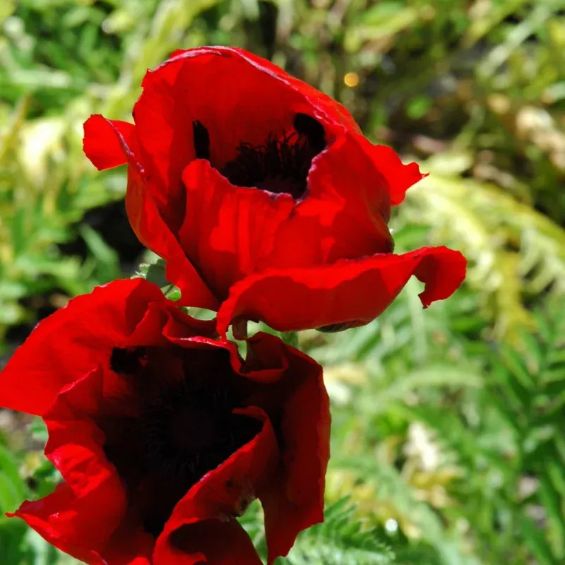 Papaver 'Brilliant'