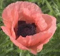 papaver-o-queen-alexander-30-ct-flat Papaver o. 'Queen Alexander' (30)ct Flat