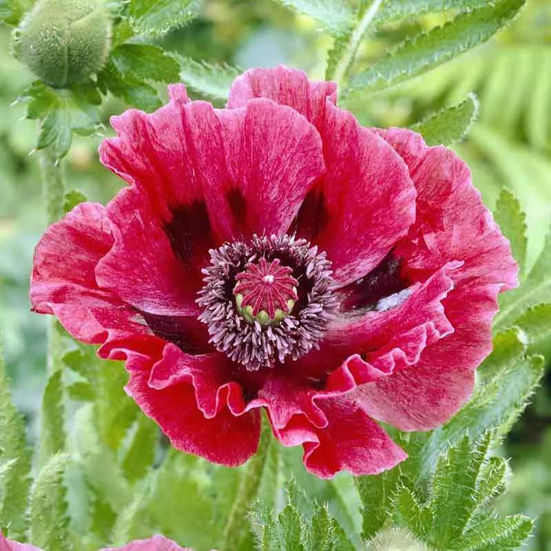 Papaver orientale Roots - Harlem