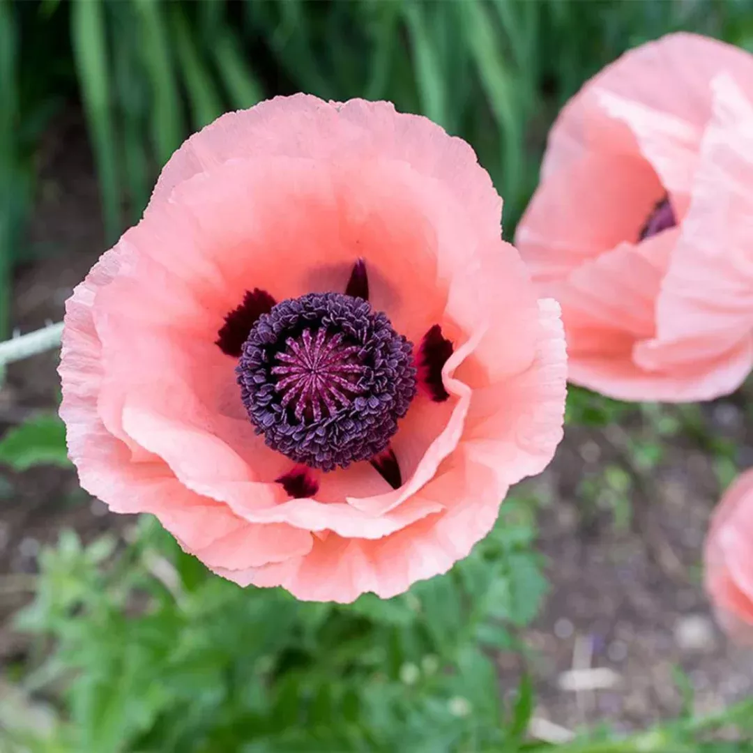 Papaver 'Princess Victoria Louise'