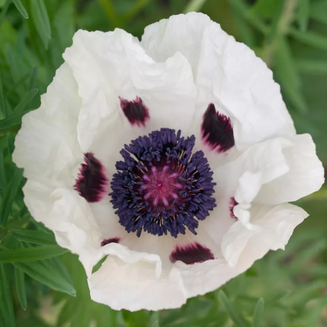 Papaver 'Royal Wedding'