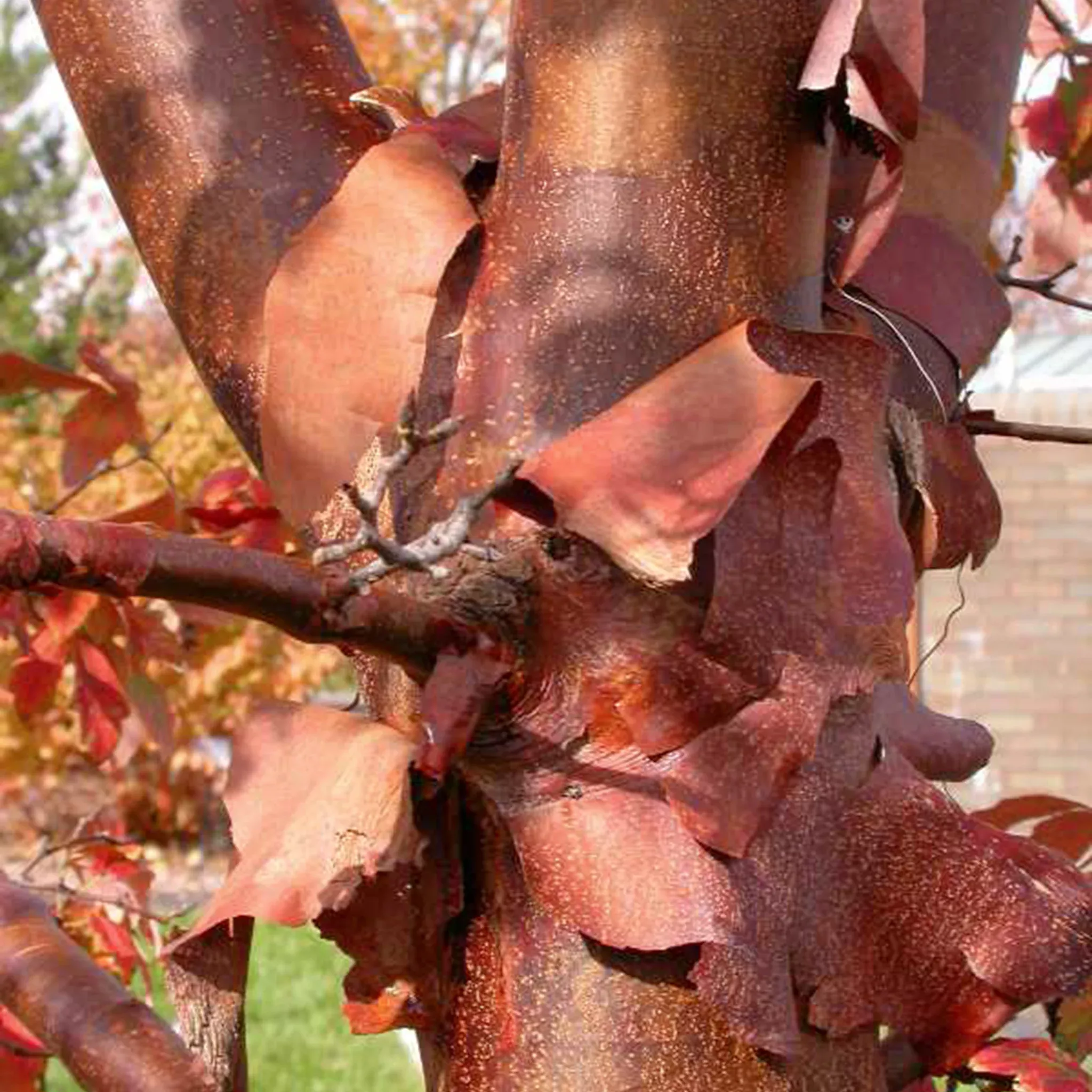 paperbark-maple Paperbark Maple