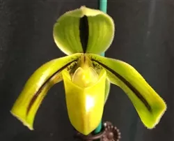paphiopedilum-druryi-in-bloom-now Paphiopedilum druryi - In Bloom Now