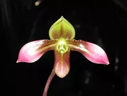 Paphiopedilum hainanensis