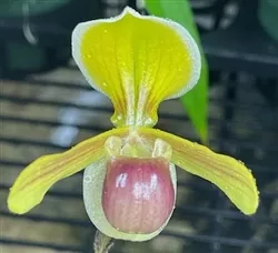 Paphiopedilum helenae
