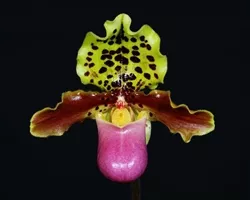 paphiopedilum-henryanum Paphiopedilum henryanum