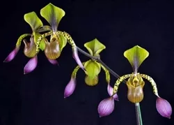 paphiopedilum-lowii-xl-plant-in-dbl-spikes-bud-bloom-now-each-spike-has-5-buds-b Paphiopedilum lowii, XL Plant in Dbl. Spikes - Bud/Bloom Now (each spike has 5 buds/blooms as of 2/10)