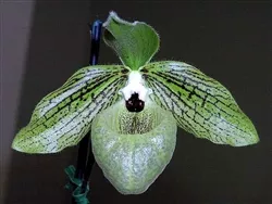 Paphiopedilum malipoense, Fragrance!