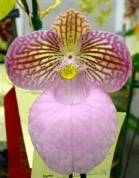 paphiopedilum-micranthum Paphiopedilum micranthum