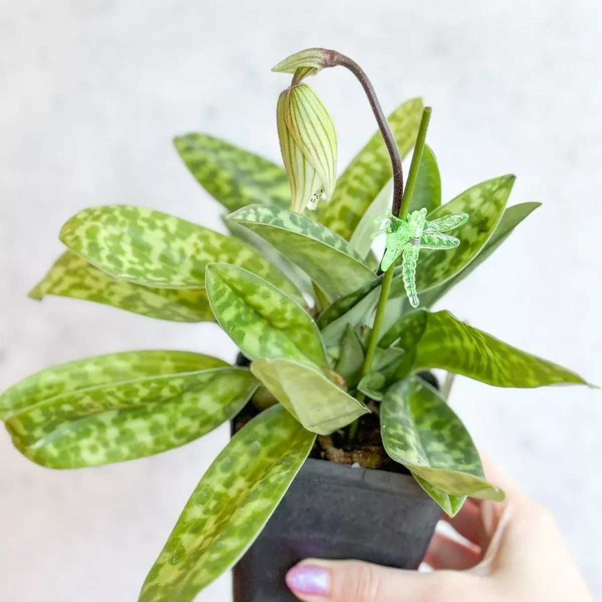 Paphiopedilum montera - Slipper Orchid