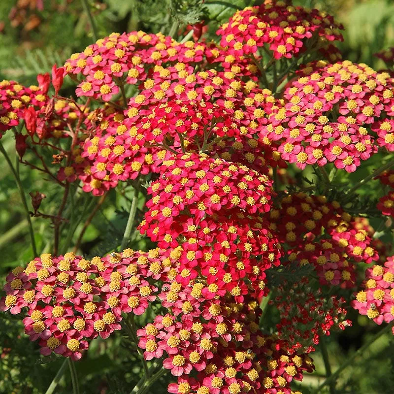 paprika-yarrow Paprika Yarrow