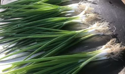Parade Bunching Onion