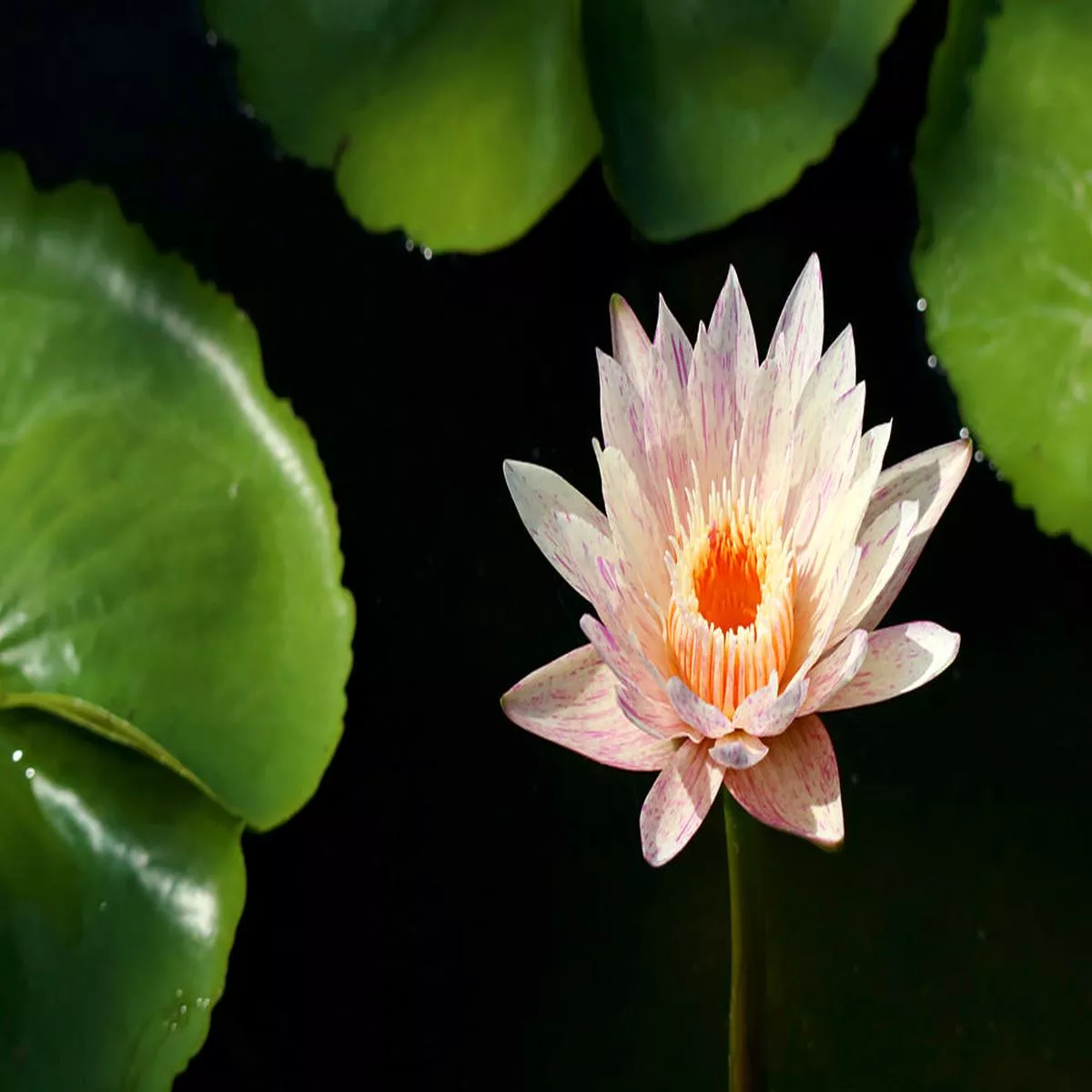 Paranee Water Lily – Pond Plants – MW32 – Potted
