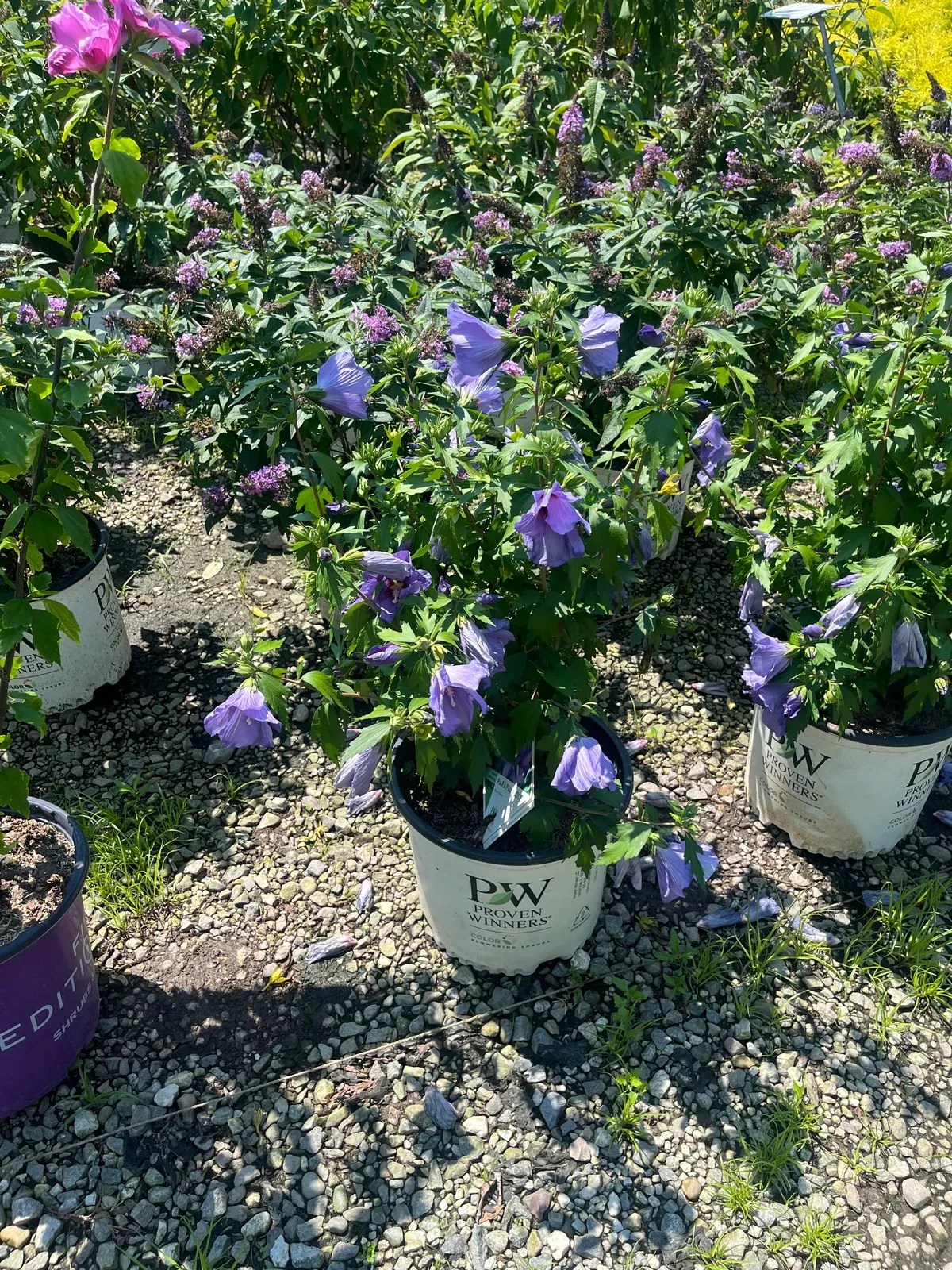 paraplu-violet-rose-sharon Paraplu Violet Rose of Sharon