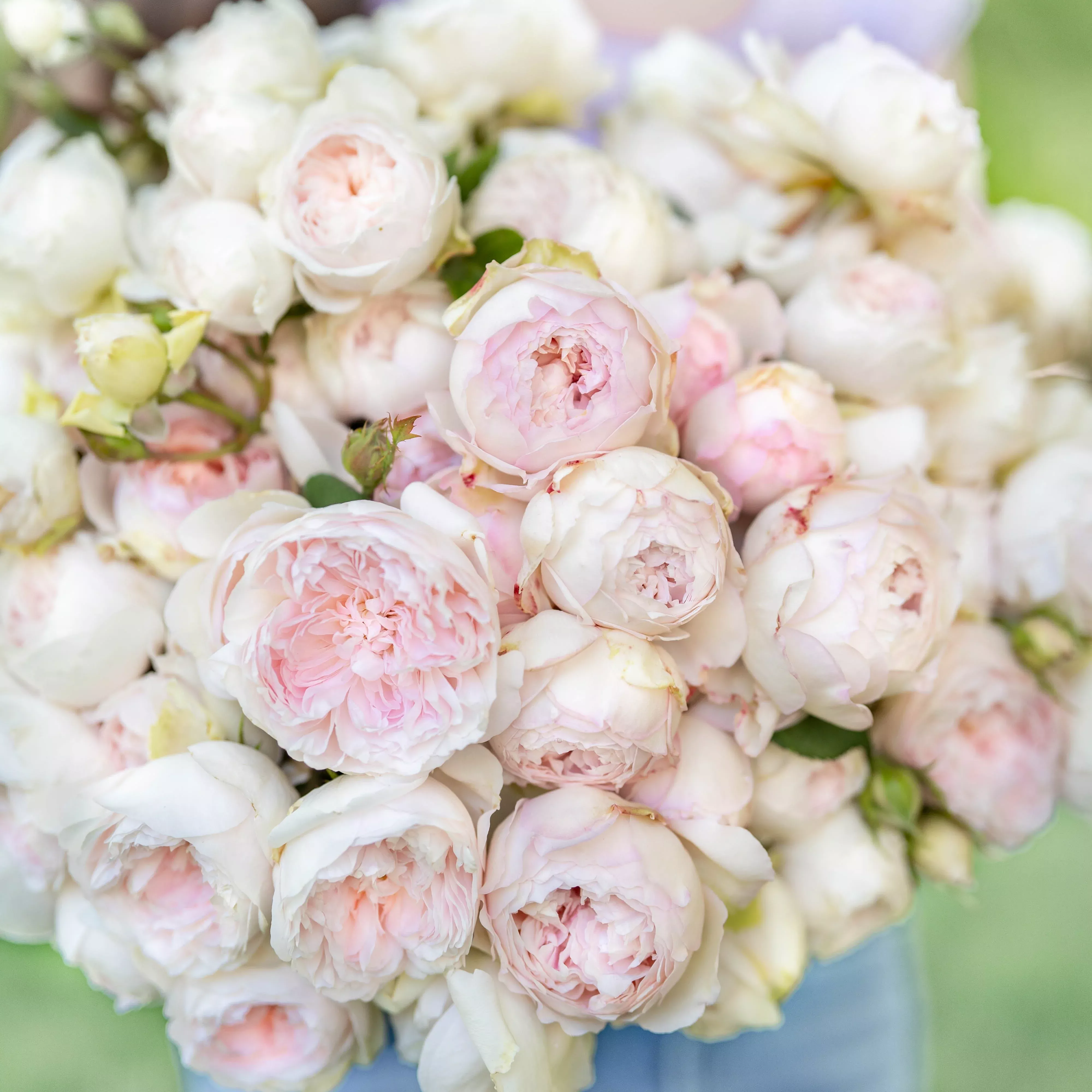 parfuma-earth-angel-potted-rose-bush Parfuma Earth Angel™ Potted Rose Bush